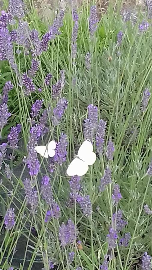 Oggiono B&B Cascina La Cinciallegra מראה חיצוני תמונה